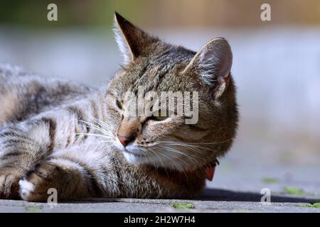 portrait of domestic beautiful cat ( Felis catus ) Stock Photo