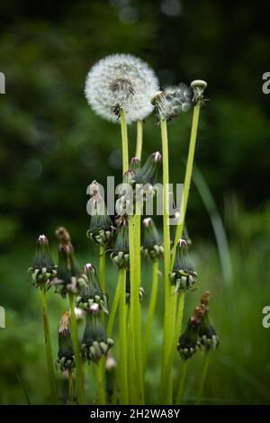 Dandelion Taraxacum overblown flower heads, plant in the family: Asteraceae. Stock Photo