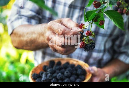 A man harvests blackberries in the garden. Selective focus. Food. Stock Photo