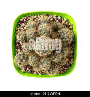 Cacti Mammillaria prolifera grow in a square green plastic flower pot. Potted texas nipple cactus  isolated on a white background. Indoor succulent. Stock Photo