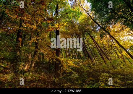 Autumn forest scene in Brasov County Romania Stock Photo