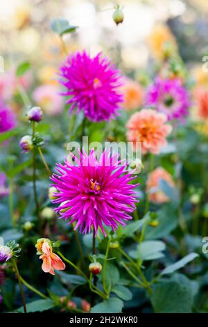 Needle bright pink dahlia blooms. Beautiful autumn flowers. Stock Photo