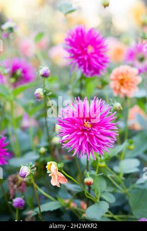 Needle bright pink dahlia blooms. Beautiful autumn flowers. Stock Photo