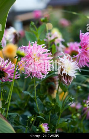 Needle bright pink dahlia blooms. Beautiful autumn flowers. Stock Photo