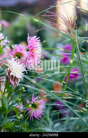 Needle bright pink dahlia blooms. Beautiful autumn flowers. Stock Photo