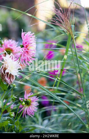 Needle bright pink dahlia blooms. Beautiful autumn flowers. Stock Photo