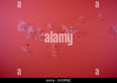 A closeup shot of dandelion fluff on a red background Stock Photo