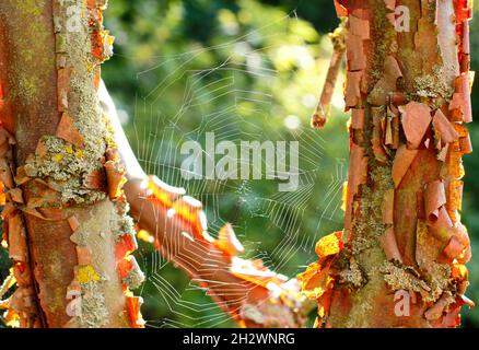 Sunlit spider web suspended between branches of Paperbark maple. Araneus diadematus web on Acer Griseum. UK Stock Photo