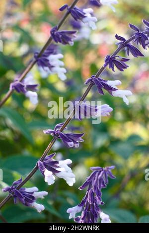 Salvia Waverly displaying spikes of tubular flowers with deep purple calyces on purple stems. Also called Salvia Mark's Mystery White. UK Stock Photo