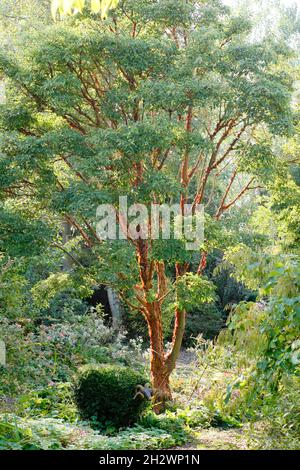Acer griseum tree in an autumn garden - October UK Stock Photo