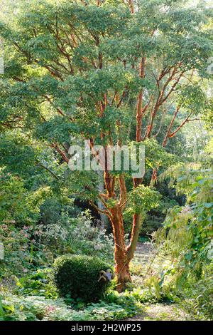 Acer griseum tree in an autumn garden - October UK Stock Photo