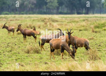 A herd of Topi (Damaliscus lunatus jimela) standing in short grass, Masai Mara, Kenya Stock Photo