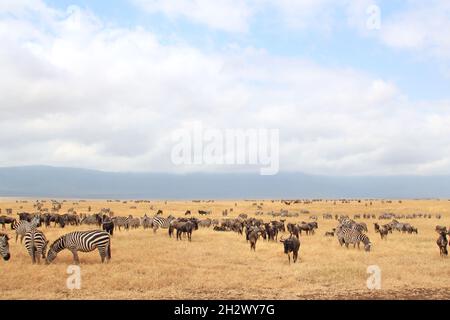 Grant's Zebras (Equus quagga boehmi) and Blue Wildebeests (Connochaetes taurinus) on the Savannah. Ngorongoro Crater, Tanzania Stock Photo