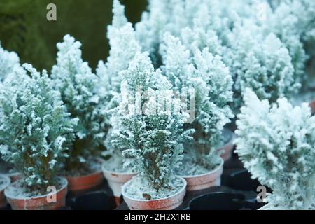 Chamaecyparis lawsoniana Ellwoodii cypress trees in small pots decorated with artificial snow on the shelve at garden shop in December. Horizontal. Se Stock Photo