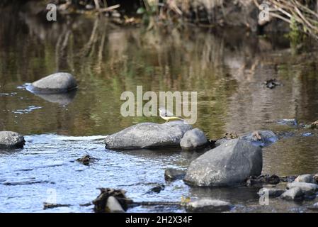 Female Grey Wagtail (Motacilla cinerea) Standing on a Large Stone in the Middle of a River Rhiw Tributary in October in Mid-wales, UK Stock Photo