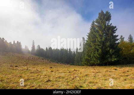 coniferous forest on the hill. nature scenery on a bright foggy morning. beautiful mountain landscape in autumn with clouds on the sky Stock Photo