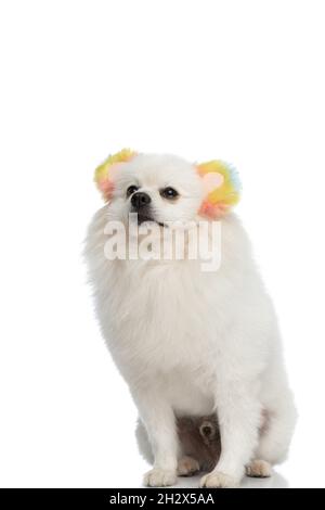 seated pomeranian dog is wearing fluffy headphones against white studio background Stock Photo