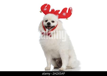 seated pomeranian dog wearing red reindeer horns and bowtie and sticking out tongue Stock Photo