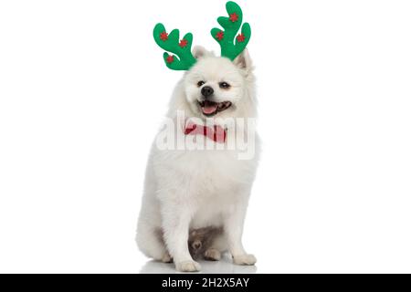 pomeranian dog wearing green reindeer horns, sticking out tongue and sitting on white background Stock Photo