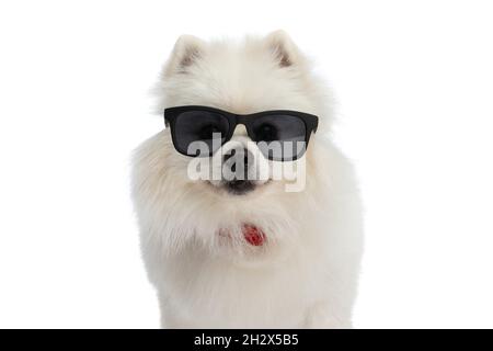 cute pomeranian dog wearing sunglasses and a red bowtie and feeling happy on white background Stock Photo