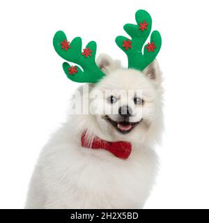 happy pomeranian dog looking away, panting and wearing reindeer horns with bowtie Stock Photo