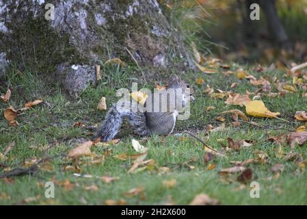 Right-Profile Image of an Eastern Gray Squirrel (Sciurus carolinensis) Eating Acorns at the Base of a Tree in October in Wales, UK Stock Photo