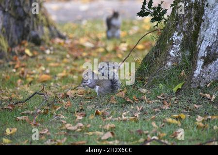 Eastern Gray Squirrel (Sciurus carolinensis) Sitting on Hind Legs, Eating with Front Paws on Grass Scattered with Autumn Leaves, in Mid-Wales, UK Stock Photo