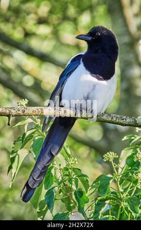 Magpie Pica pica on a branch in a Somerset wood - UK Stock Photo