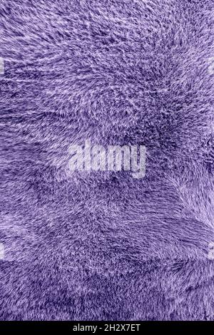 Texture of a cow coat toned in purple. Light purple or violet cow hair Close up. Real genuine natural fur. Banner with copy space for text Stock Photo