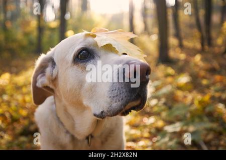 Dog in autumn forest. Portrait of old labrador retriever with yellow leaf on head. Stock Photo