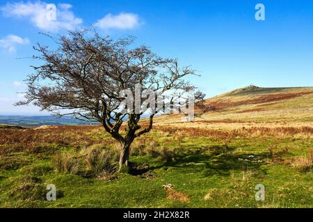 Lone Hawthorn tree on Dartmoor with Widgery Cross on Brat Tor in the distance - Devon UK Stock Photo