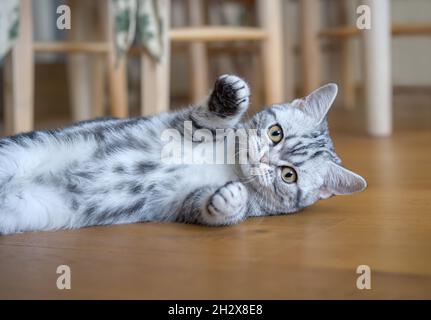 A young British Shorthair cat kitten, black silver classic tabby female, lying playfully on a floor and looking curiously
