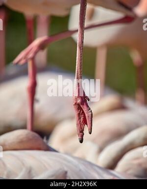 Greater Flamingo Phoenicopterus roseus resting with foot dangling at Slimbridge Wildfowl & Wetlands Centre Gloucestershire UK Stock Photo