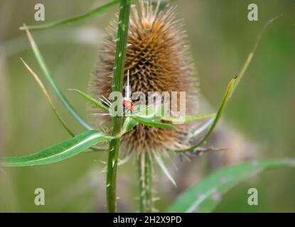 a black and red 7 spot ladybird searches for food on a golden brown wild teasel (Dipsacus fullonum) autumnal prickly spiky thistle Stock Photo