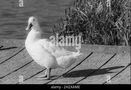 Single White Domesticated Aylesbury Pekin Peking Duck out of the water low level view showing white plumage and orange webbed feet on jetty Stock Photo