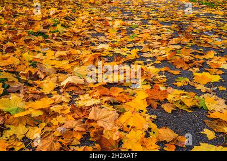 Autumn Background with Colored Fallen Leaves Stock Photo