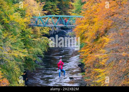 Pitlochry, Scotland, UK. 24th October 2021. A man on a zip-line crosses the River Garry near Killiecrankie surrounded by vibrant autumnal colours in the forest.   Iain Masterton/Alamy Live News. Stock Photo