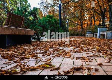 Autumn park scene of a path covered in fallen leaves Stock Photo - Alamy