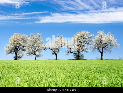 alley of flowering cherry trees and green spring time corn field with beautiful clouds on sky, springtime view Stock Photo