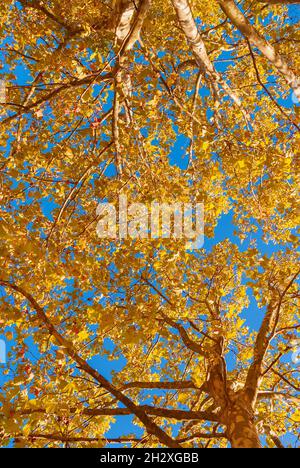 Autumnal background. Leaves on trees turn from green to brown and yellow Stock Photo