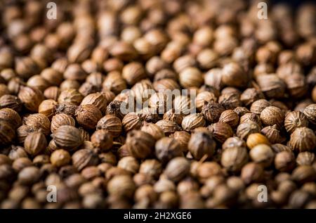 Close up of coriander seeds, suitable as background image. Spicery background. Seeds of coriander can sprout for microgreen Stock Photo