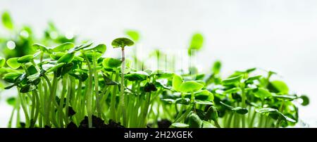 Close-up of basil microgreens. Growing basil sprouts close up view. Germination of seeds at home. Vegan and healthy eating concept. Sprouted seeds, mi Stock Photo