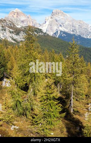 Larch wood and Le Tofane Gruppe, Dolomiti, Italy Stock Photo