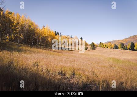 Fall foliage in Vail, Colorado. Stock Photo