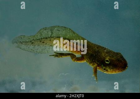 Tadpole swimming in a pond. Animals in freedom. Stock Photo