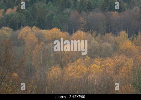 misty forest in foggy morning autumn. far horizon. spruce and pine tree forest abstract texture background Stock Photo