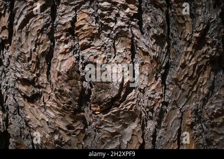 Tree bark texture background. High quality photo Stock Photo