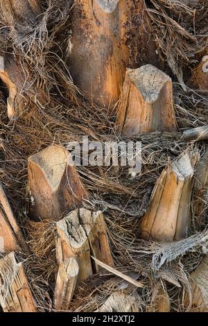 Closeup of a palm tree trunk with clearly visible details. Close, vertical view Stock Photo