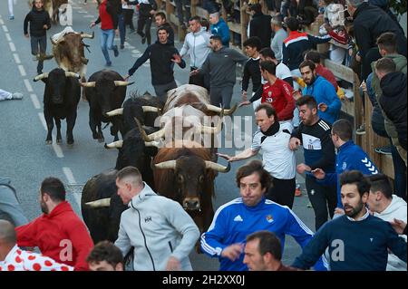 Navarra, Spain. 24th Oct, 2021. Participants race in front of the steers of the Hermanas Azcona cattle ranch.Second running of the bulls of Hermanas Azcona cattle ranch was held in Navarra, Spain after a year and a half without cultural celebrations due to the Covid-19 pandemic. Credit: SOPA Images Limited/Alamy Live News Stock Photo