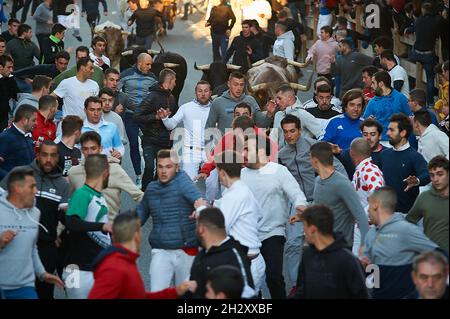 Navarra, Spain. 24th Oct, 2021. Participants race in front of the steers of the Hermanas Azcona cattle ranch.Second running of the bulls of Hermanas Azcona cattle ranch was held in Navarra, Spain after a year and a half without cultural celebrations due to the Covid-19 pandemic. (Photo by Elsa A Bravo/SOPA Images/Sipa USA) Credit: Sipa USA/Alamy Live News Stock Photo